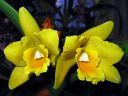 Cattleya_hybr_VP_2_1205_IMG_7325.jpg