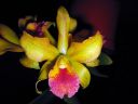 Cattleya_hybr_VP_3_1205_IMG_7524.jpg