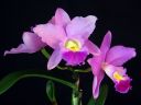 Cattleya_hybrid_KAU_20091126_IMG_6571.jpg