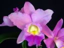 Cattleya_hybrid_KAU_20091126_IMG_6574.jpg