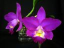 Cattleya_hybrid_KAU_20091126_IMG_9429.JPG