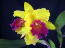 Cattleya_hybrid_VP_20091208_IMG_6776.jpg