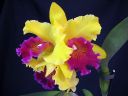 Tiedostonimi=Cattleya_hybrid_VP_20091208_IMG_6778.jpg
Tiedostokoko=61kt
Koko=600x450
Lisätty=31.01.2012 Cattleya_hybrid_VP_20091208_IMG_6778.jpg