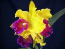 Cattleya_hybrid_VP_20091208_IMG_6779.jpg