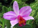 Cattleya_hybrid_VP_280808_IMG_7440.jpg