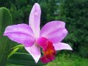 Cattleya_hybrid_VP_280808_IMG_7443.jpg