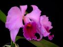 Cattleya_mossiae__Goliath__KPVK_20100511_IMG_6276.jpg