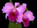 Cattleya_mossiae__Goliath__KPVK_20100511_IMG_6277.jpg