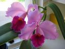 Cattleya_mossiae__Goliath__KPVK_20100511_IMG_6954.jpg