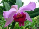 Cattleya_mossiae__Goljath__KP_VK_20100511_IMG_3701.jpg