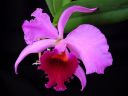 Cattleya_mossiae__Goljath__KP_VK_20100511_IMG_5607.jpg