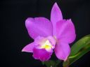 Cattleya_sp__KAU_20091126_IMG_2742.jpg