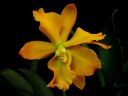 Cattleya_sp__VP_20080108_.jpg