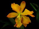 Cattleya_sp__VP_20080108_IMG_4189.jpg