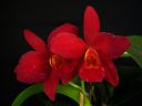 Cattleya_sp__VP_20150123_IMG_7565.jpg