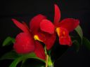 Tiedostonimi=Cattleya_sp__VP_20150123_IMG_7566.jpg
Tiedostokoko=35kt
Koko=600x450
Lisätty=28.01.2015 Cattleya_sp__VP_20150123_IMG_7566.jpg