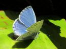 Celastrina_argiolus_paatsamasinisiipi_IMG_0236.jpg