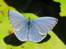 Celastrina_argiolus_paatsamasinisiipi_IMG_0240.jpg