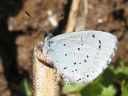 Celastrina_argiolus_paatsamasinisiipi_IMG_3058.jpg