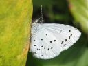 Celastrina_argiolus_paatsamasinisiipi_IMG_3426.jpg