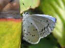 Celastrina_argiolus_paatsamasinisiipi_IMG_3427.jpg