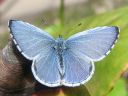 Celastrina_argiolus_paatsamasinisiipi_IMG_3438.jpg