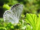 Celastrina_argiolus_paatsamasinisiipi_IMG_3936.jpg