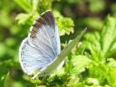 Celastrina_argiolus_paatsamasinisiipi_IMG_3937.jpg