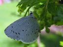 Celastrina_argiolus_paatsamasinisiipi_IMG_3942.jpg