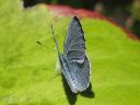 Celastrina_argiolus_paatsamasinisiipi_IMG_3955.jpg