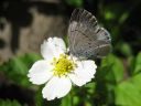 Celastrina_argiolus_paatsamasinisiipi_IMG_7768.jpg