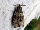 Celypha_lacunana_metsakirjokaariainen_IMG_6610.jpg