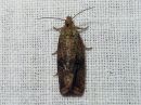 Tiedostonimi=Celypha_striana_pihakirjokaariainen_IMG_2575.jpg
Tiedostokoko=104kt
Koko=600x450
Lisätty=11.04.2018 Celypha_striana_pihakirjokaariainen_IMG_2575.jpg