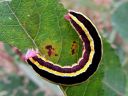 Ceramica_pisi_larva_hernetarhayokkonen_toukka_IMG_0125.JPG