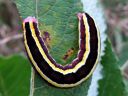 Ceramica_pisi_larva_hernetarhayokkonen_toukka_IMG_0126.JPG