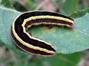 Ceramica_pisi_larva_hernetarhayokkonen_toukka_IMG_0127.JPG