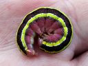 Ceramica_pisi_larva_hernetarhayokkonen_toukka_IMG_0130.JPG