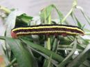 Ceramica_pisi_larva_hernetarhayokkonen_toukka_IMG_2051.jpg