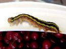 Ceramica_pisi_larva_hernetarhayokkonen_toukka_IMG_2607.jpg