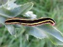 Ceramica_pisi_larva_hernetarhayokkonen_toukka_IMG_3218.jpg