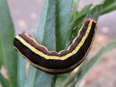 Ceramica_pisi_larva_hernetarhayokkonen_toukka_IMG_3343.jpg