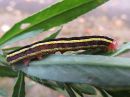 Ceramica_pisi_larva_hernetarhayokkonen_toukka_IMG_3347.jpg