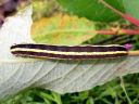 Ceramica_pisi_larva_hernetarhayokkonen_toukka_IMG_7626.JPG