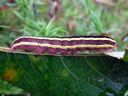 Ceramica_pisi_larva_hernetarhayokkonen_toukka_IMG_7628.JPG