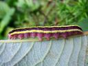 Ceramica_pisi_larva_hernetarhayokkonen_toukka_IMG_7630.JPG