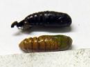 Ceramica_pisi_pupa_hernetarhayokkonen_kotelo_IMG_4636.jpg