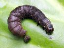 Cerapteryx_graminis_larva_niitty-yokkonen_toukka_IMG_7798.JPG