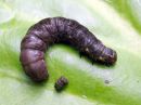 Cerapteryx_graminis_larva_niitty-yokkonen_toukka_IMG_7799.JPG