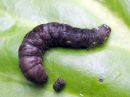 Cerapteryx_graminis_larva_niitty-yokkonen_toukka_IMG_7800.JPG