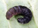 Cerapteryx_graminis_larva_niitty-yokkonen_toukka_IMG_7813.JPG